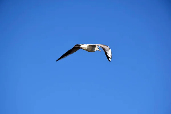 Gaviota pájaro volando en un cielo azul brillante sin nubes. Pájaro en el centro del marco — Foto de Stock