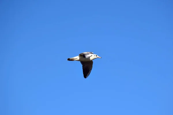 Gaviota voladora en un cielo azul brillante sin nubes. Pájaro en el centro del marco — Foto de Stock