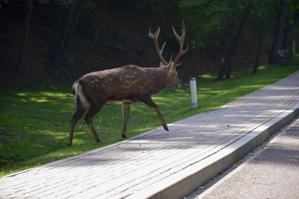 Een volwassen hert wandelt in het herfstpark en steekt de asfaltweg over. — Stockfoto