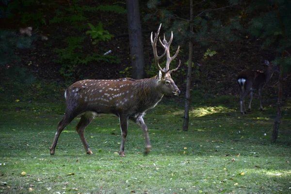 Adult buck with antlers walks in the autumn park — Foto Stock