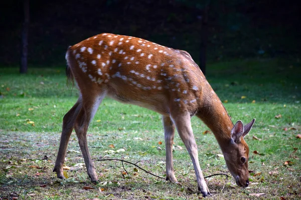 Un joven ciervo sika está caminando en el parque de otoño. —  Fotos de Stock