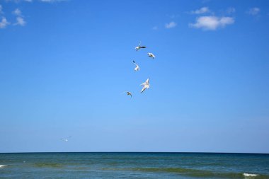 Birçok martı kuşu denizin üzerinde uçar ve mavi gökyüzüne karşı yemek için savaşır.