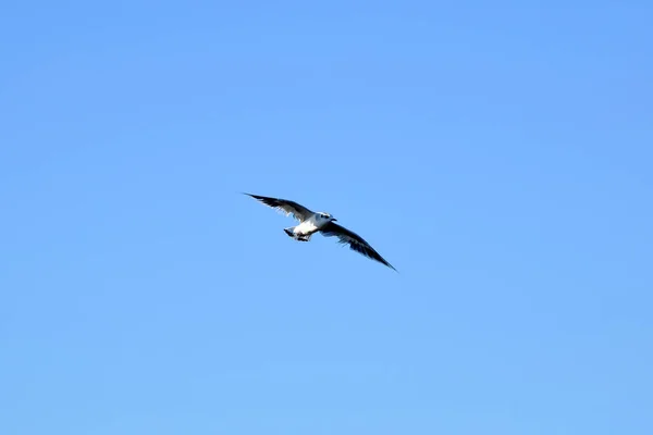 Schwebender Vogel Möwe Einem Strahlend Blauen Himmel Ohne Wolken Vogel — Stockfoto