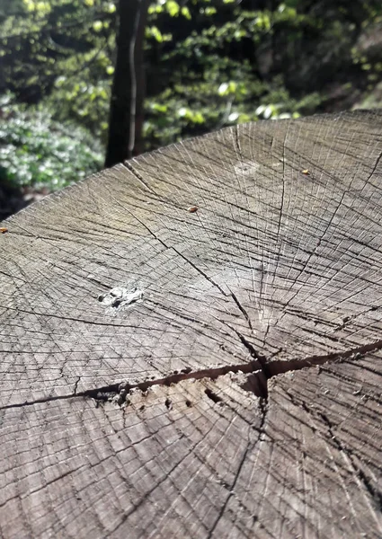 Τμήμα Ένα Κούτσουρο Δέντρο Κυκλικούς Ετήσιους Δακτυλίους Ραγισμένη Επιφάνεια Και — Φωτογραφία Αρχείου
