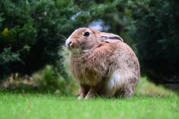 Gran Primer Plano Conejo Sienta Hierba Verde Parque Árboles Fondo — Foto de Stock