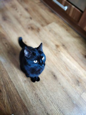 Güzel siyah bir kedi odanın kahverengi zemininde oturur ve başka yere bakar. Arka plan çok bulanık.