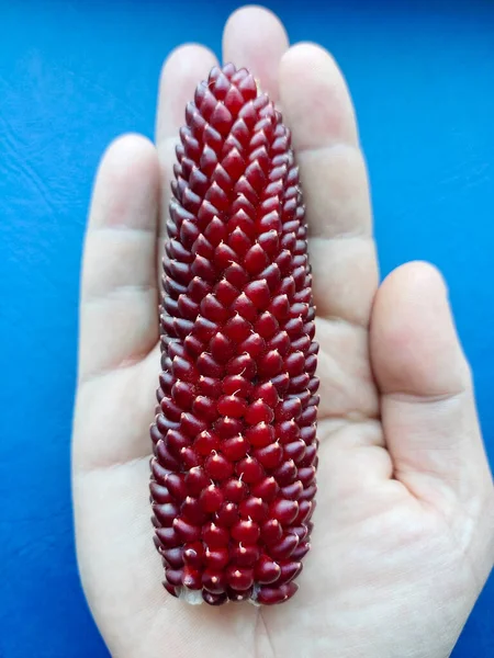 En la mano se encuentra una cabeza rojiza de maíz para palomitas de maíz de primer plano sobre un fondo borroso azul — Foto de Stock