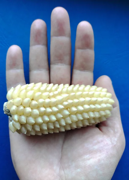 En la mano se encuentra una ligera cabeza de maíz para palomitas de maíz de primer plano sobre un fondo borroso azul. — Foto de Stock