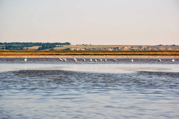 大きな川の岸近くには 浅い水の中の水平線に沿って多くの白鳥が配置されています 広視野 — ストック写真