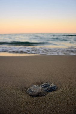 Küçük bir denizanası kumlu bir sahilde uzanıyor akşam gökyüzünün ve denizin bulanık bir arka planına karşı.