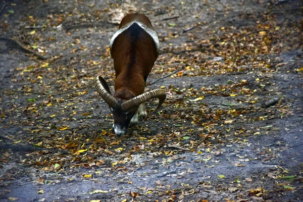 Un bélier aux longues cornes cherche de la nourriture dans les feuilles. — Photo