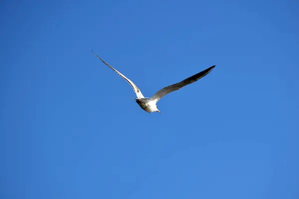 Eine Möwe mit weit geöffneten Flügeln fliegt gegen den blauen Himmel. Rückseite — Stockfoto