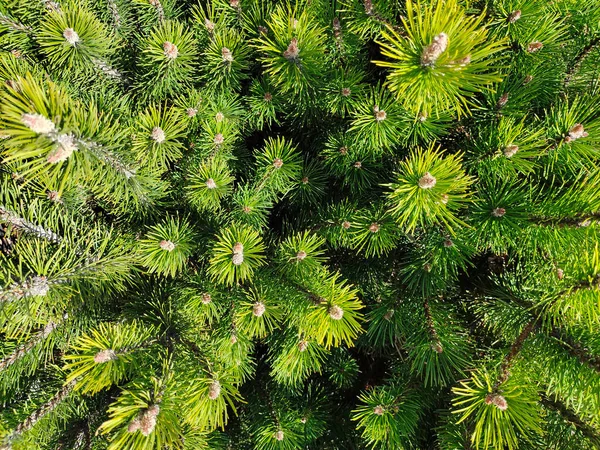 Les Branches Pin Sont Photographiées Gros Plan Haut Pour Tout — Photo