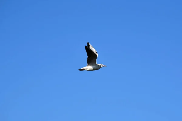 Una Gaviota Vuela Contra Cielo Azul Brillante Vista Lateral Pájaro — Foto de Stock