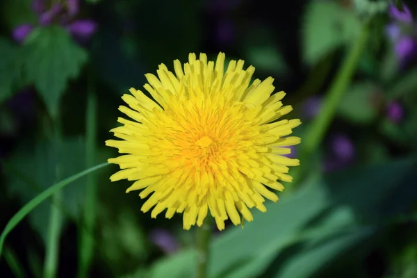 Flor Dente Leão Amarelo Meio Moldura Close Fundo Altamente Desfocado — Fotografia de Stock