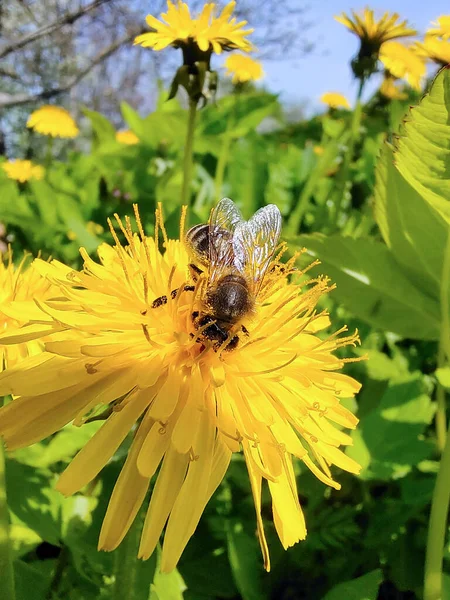A bee collects pollen on a yellow dandelion close-up. The background is blurry —  Fotos de Stock