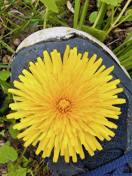 Uma flor de um dente-de-leão amarelo enorme encontra-se no dedo do pé de um sapatilha close-up — Fotografia de Stock