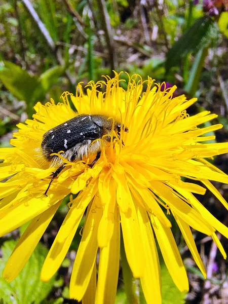 Beetle Sits Large Yellow Dandelion Close Collects Nectar Background Blurry —  Fotos de Stock