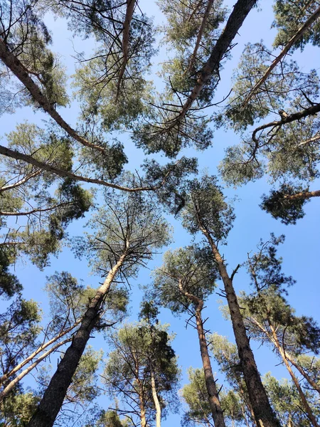 Many tall pine trees against the blue sky, view from below — Foto de Stock