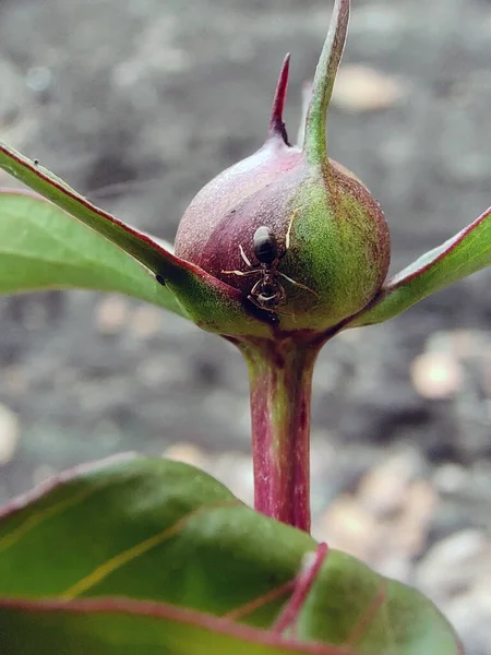 Ένα Μοναχικό Μυρμήγκι Σέρνεται Κατά Μήκος Της Λάμπας Ενός Φυτού — Φωτογραφία Αρχείου