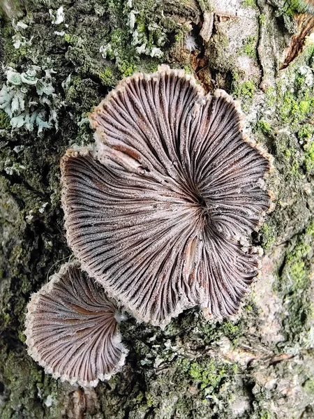 Cogumelo Inedible Schizophyllum comunhão crescendo na casca de uma árvore close-up — Fotografia de Stock