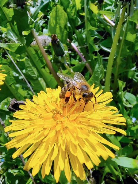 Una abeja se sienta sobre una flor de diente de león amarillo. El fondo es muy borroso. —  Fotos de Stock