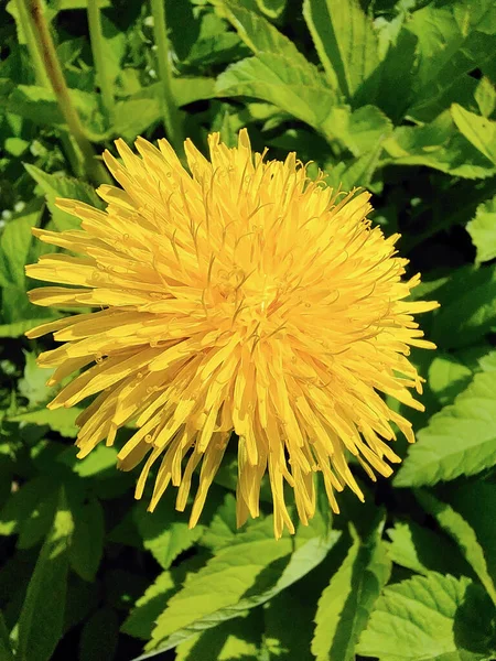 Flor Dente Leão Amarelo Brilhante Close Fundo Borrado Folhas Verdes — Fotografia de Stock