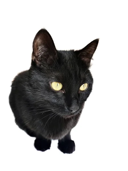 Gatinho Gato Preto Olhando Para Câmera Isolado Branco — Fotografia de Stock