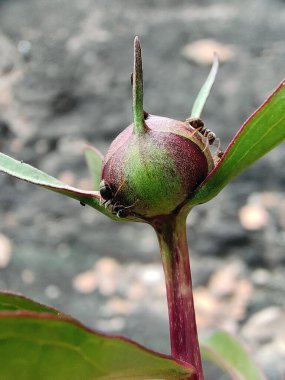 Bir bitkinin ampulü boyunca sürünen iki karınca. Arka plan çok bulanık.