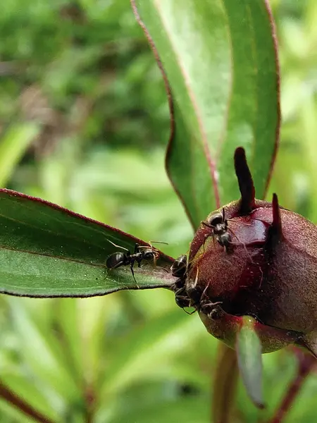 Πολλά Μυρμήγκια Σέρνονται Στη Λάμπα Ενός Πράσινου Φυτού Φόντο Είναι — Φωτογραφία Αρχείου