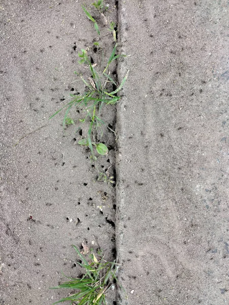 Flera Myra Koloni Hål Trottoaren Mellan Gräs Groddar — Stockfoto