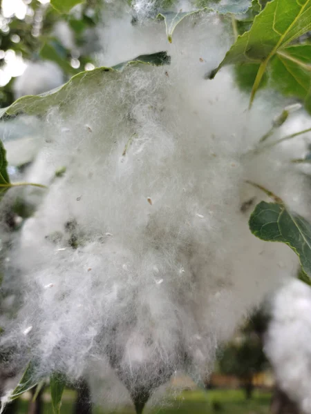 Närbild Poppel Fluff Blomma Ett Träd Som Orsakar Allergisk Reaktion — Stockfoto