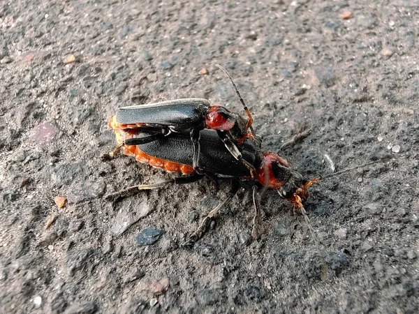 Escarabajo Bigotudo Monta Otro Primer Plano Del Pavimento —  Fotos de Stock