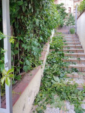 Hasır üzümlerden yapılmış bir çit. Merdivenlerin altında düşmüş dallar var.