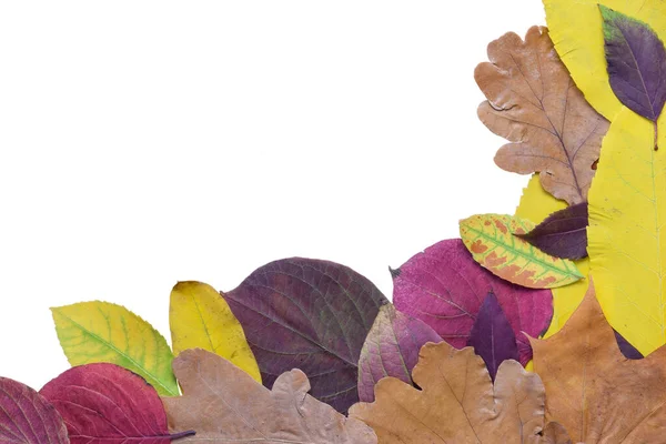Multi-colored autumn leaves lie on on a white background. There is a place for an inscription in the center.