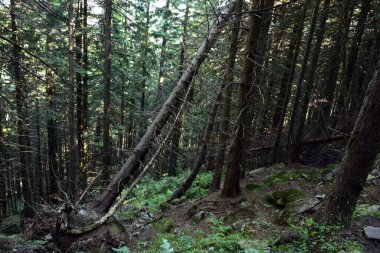 Dik yamaçlarda kısmen kesilmiş çam ağaçları olan yoğun bir orman.