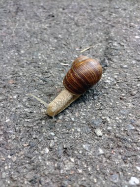 Büyük bir salyangoz Achatina asfaltta sürünüyor. Tam kare fotoğraf