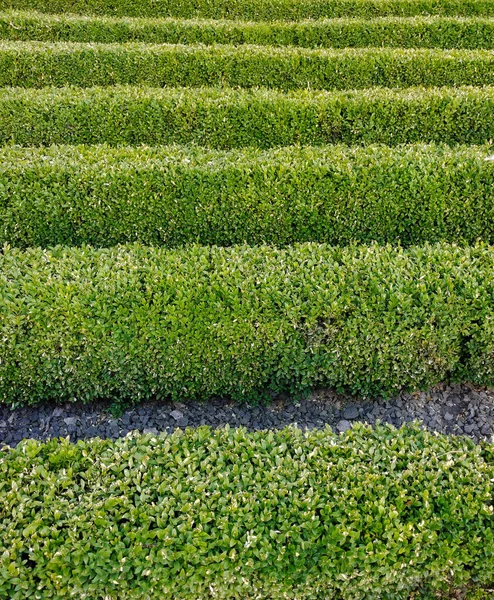 Arbusti Decorativi Verdi Che Crescono Strisce Trasversali Tutta Cornice — Foto Stock