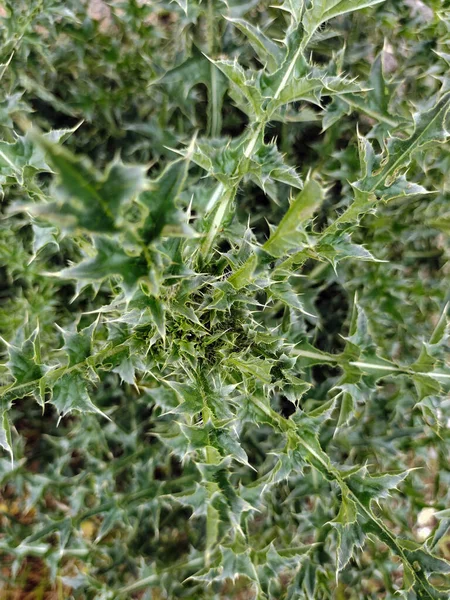 Struik Van Scherpe Groene Doornen Hele Achtergrond Close Met Een — Stockfoto