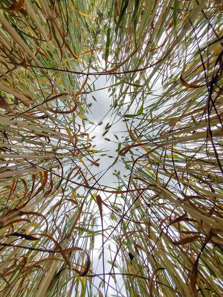 Wheat Stalks Photographed Wide Angle Upwards Sky Full Frame — Stock Photo, Image