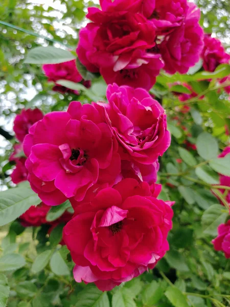 Flores Grandes Color Rojo Brillante Cerca Detrás Hay Fondo Borroso —  Fotos de Stock