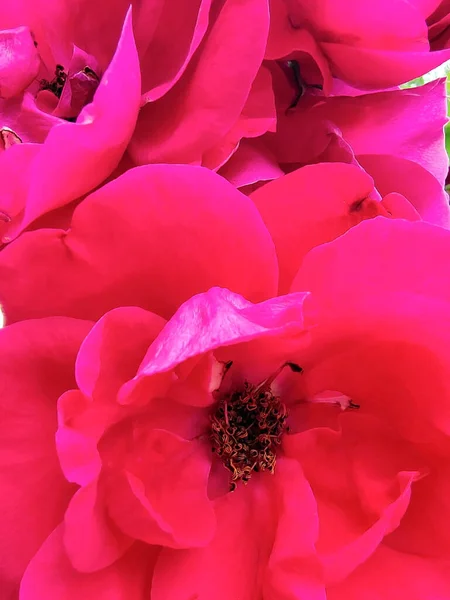 Flores Grandes Vermelhas Brilhantes Close Todo Fundo Pistilos Estames Visíveis — Fotografia de Stock