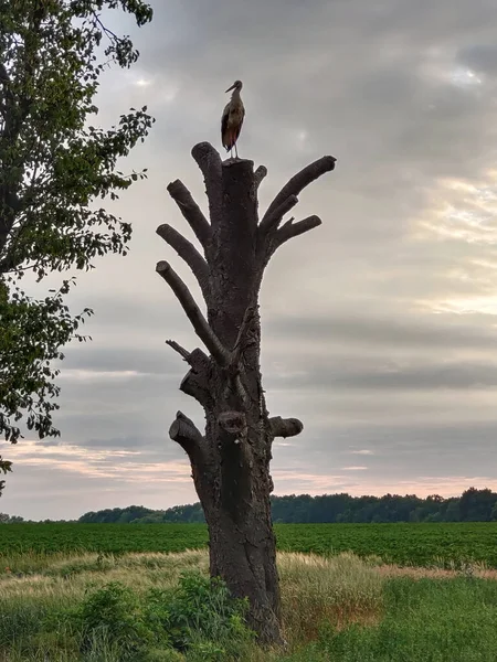 Oiseau Cigogne Tient Sur Arbre Coupé Sec Dessus Sur Fond — Photo