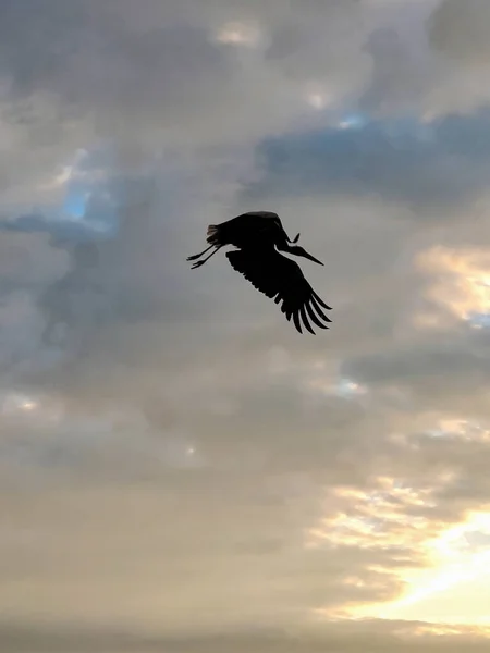 Die Silhouette Eines Storchenvogels Fliegt Vor Dem Hintergrund Des Abendhimmels — Stockfoto