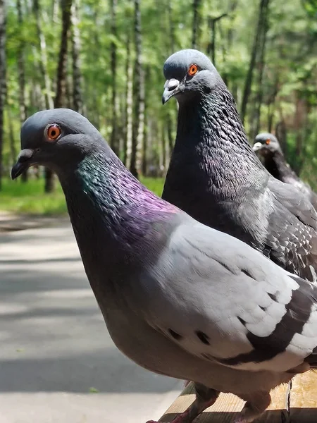 Zwei Taubenvögel Einer Nach Dem Anderen Aus Nächster Nähe Park — Stockfoto