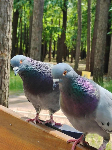 Two Dove Birds One One Wooden Park Bench Background Blurry — Fotografia de Stock