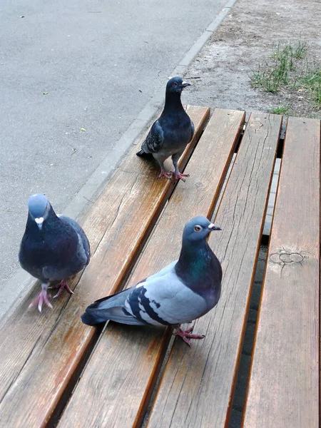 Three Dove Birds Walk Wooden Bench Made Horizontal Planks City —  Fotos de Stock