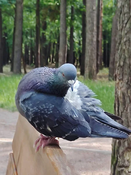 Pták Vrhl Dřevěnou Lavičku Zobákem Čistí Peří Pozadí Velmi Rozmazané — Stock fotografie