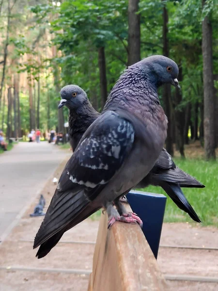 Dos Pájaros Paloma Uno Por Uno Banco Madera Del Parque —  Fotos de Stock