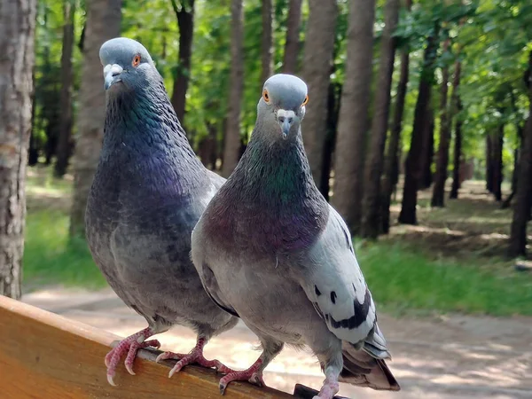 Two Dove Birds One One Close Park Background Blurry — Stock Photo, Image